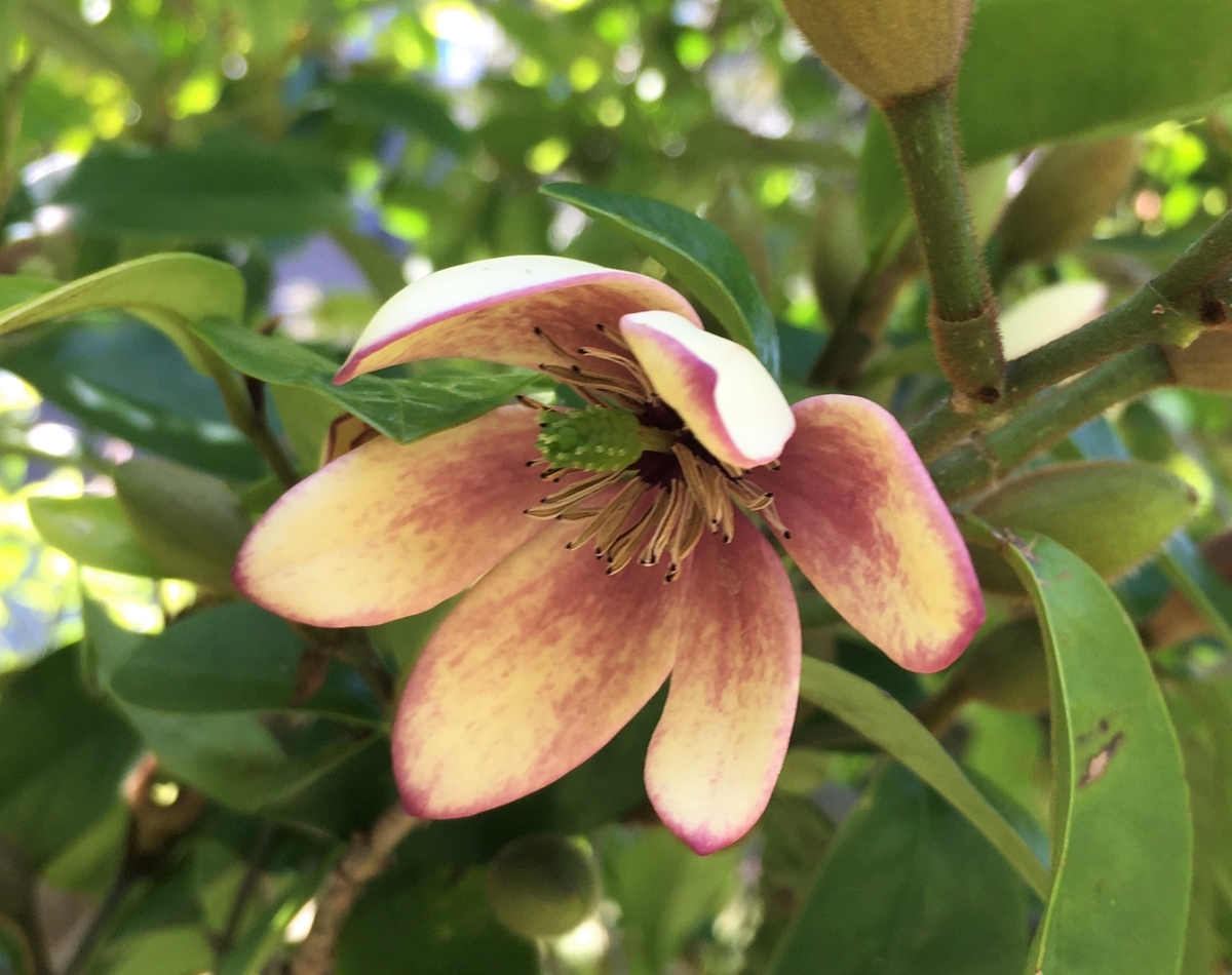 f:id:huukyou:20210420041427j:plain