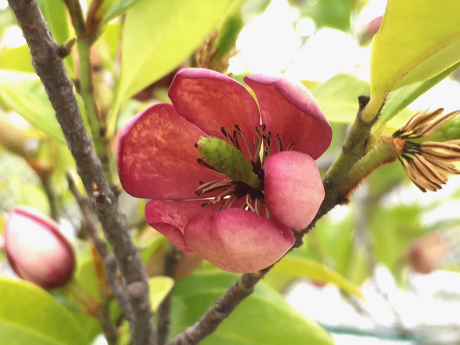 f:id:huukyou:20210420041524j:plain