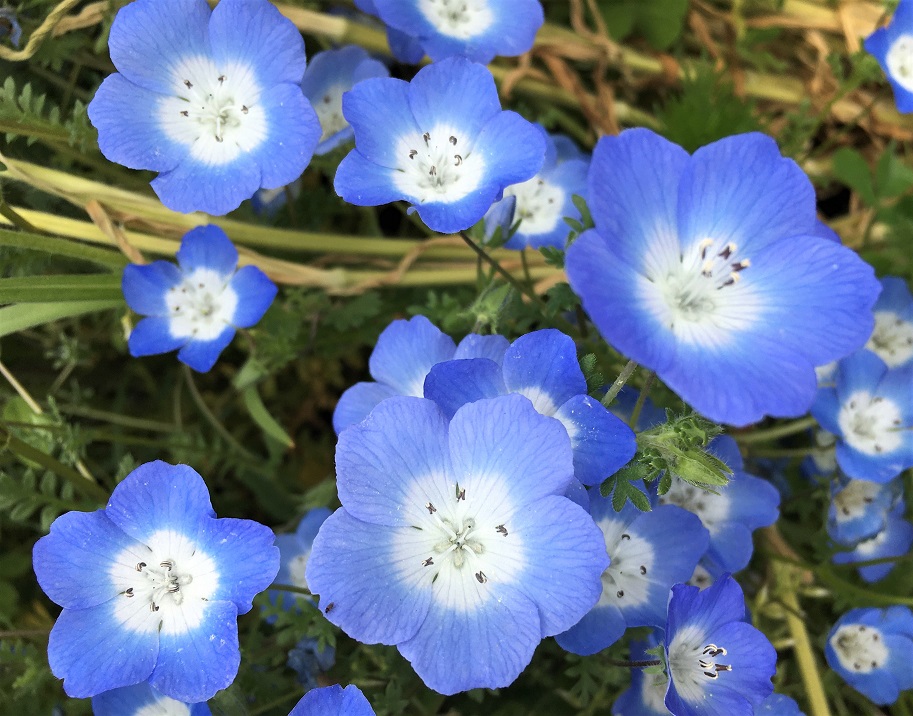 f:id:huukyou:20210421033728j:plain