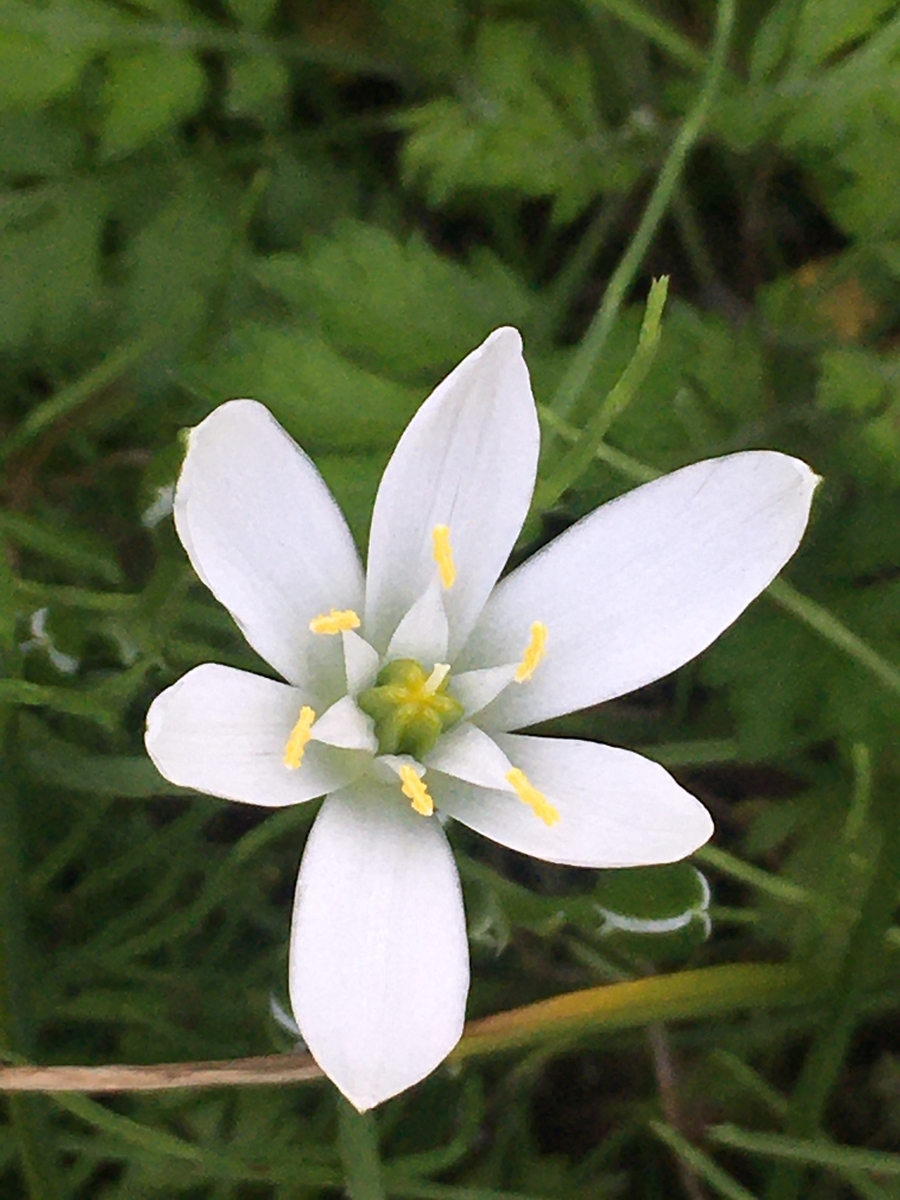 ホソバオオアマナ 細葉大甘菜 の花 Humanoid K S Diary ホソバオオアマナ 細葉大甘菜 の花 Humanoid K S Diary