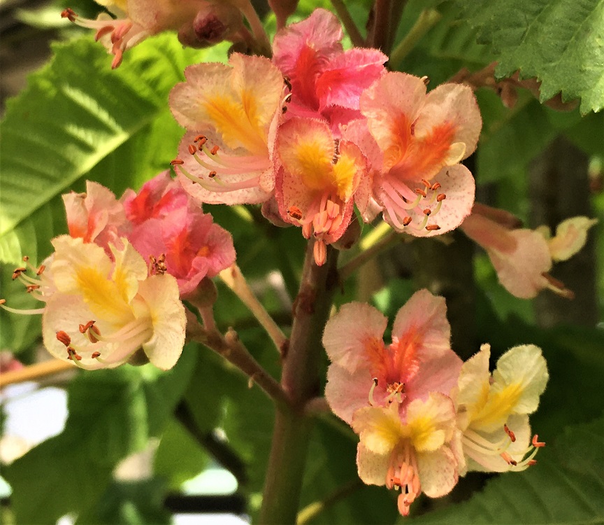 f:id:huukyou:20210505054101j:plain