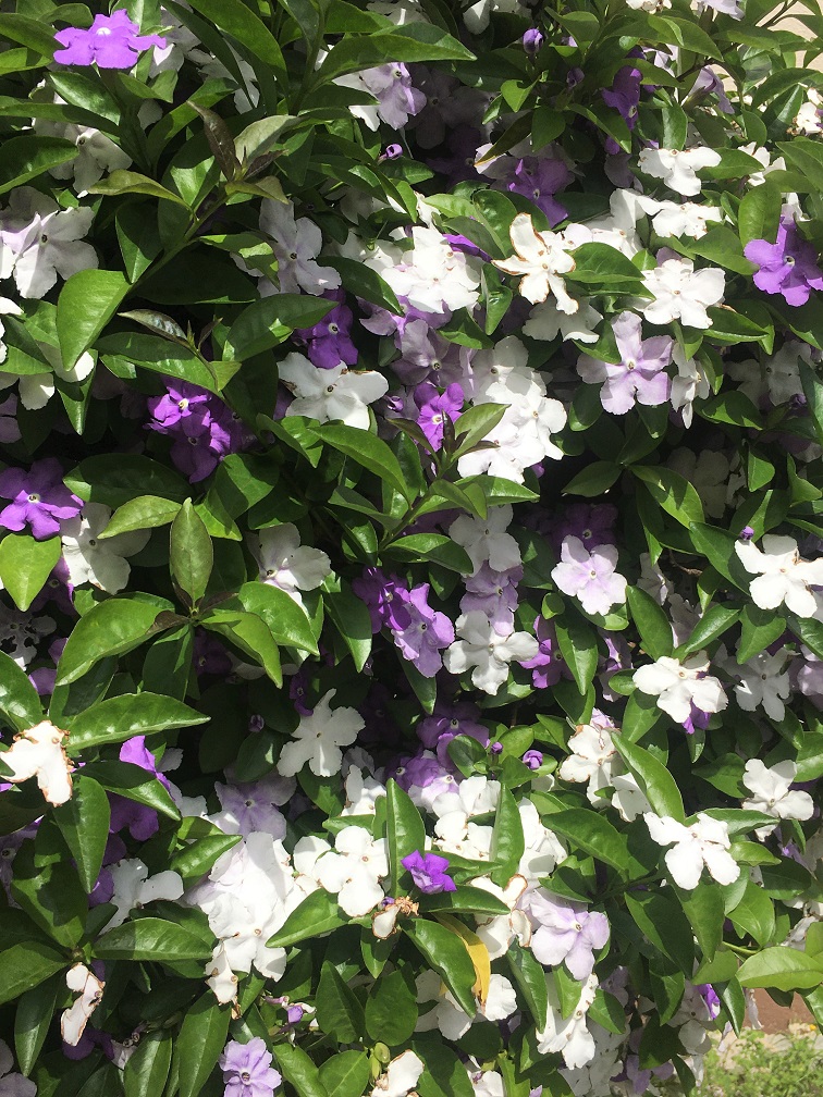 ニオイバンマツリ ハコネウツギ そしてスイカズラの花たち Humanoid K S Diary ニオイバンマツリ ハコネウツギ そしてスイカズラの花たち Humanoid K S Diary