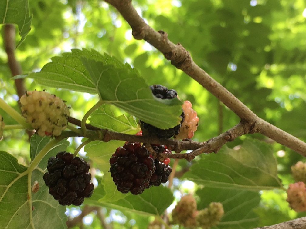 f:id:huukyou:20210525042706j:plain