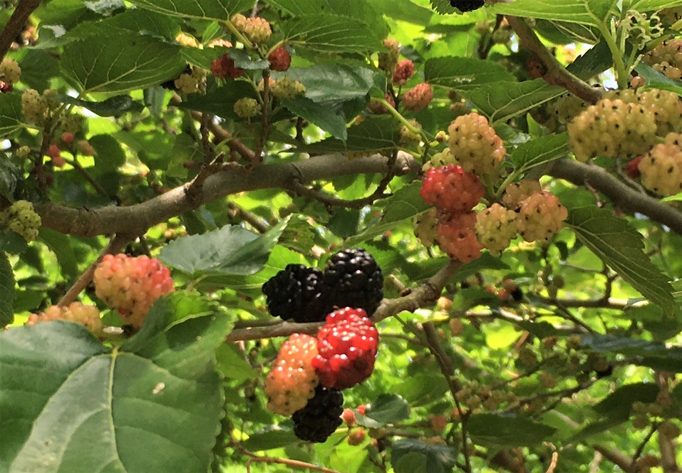 f:id:huukyou:20210525042724j:plain