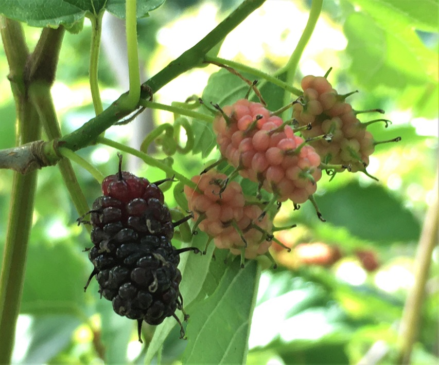 f:id:huukyou:20210525042807j:plain