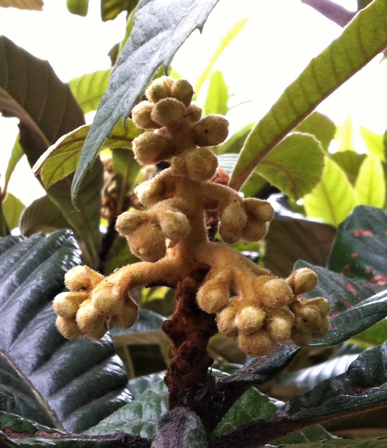 f:id:huukyou:20210527140342j:plain