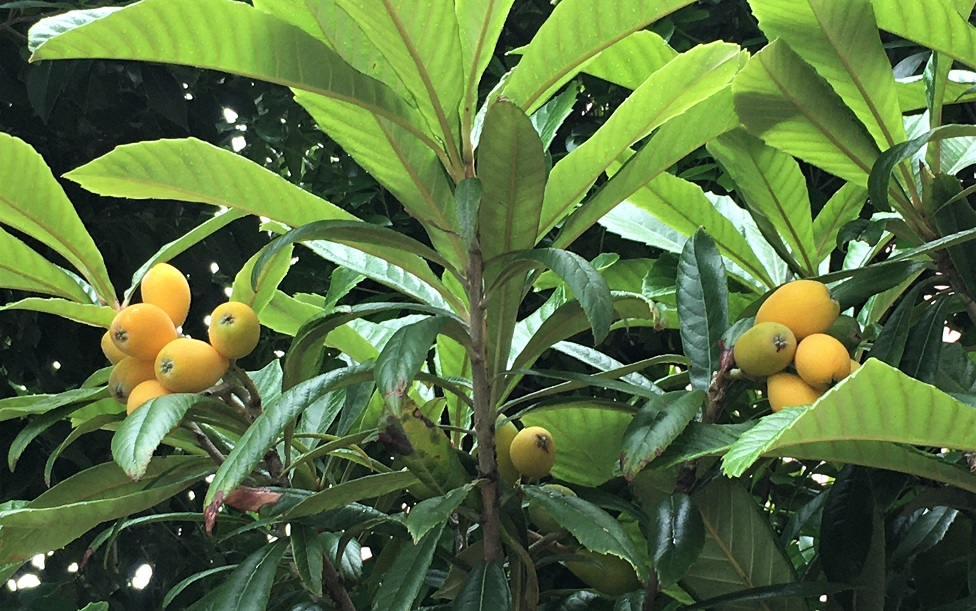 f:id:huukyou:20210527140414j:plain