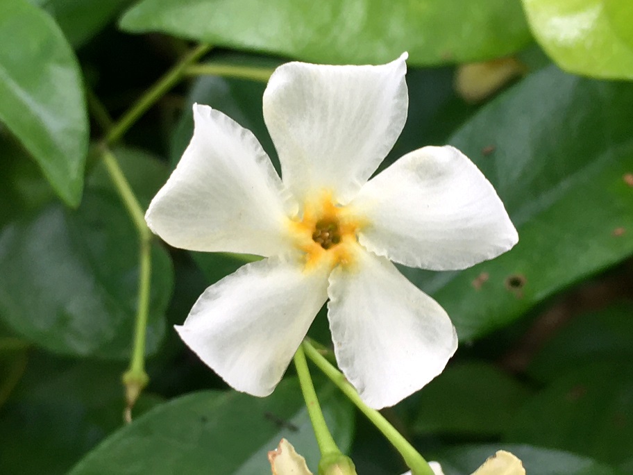 カラーリーフのテイカカズラ Humanoid K S Diary