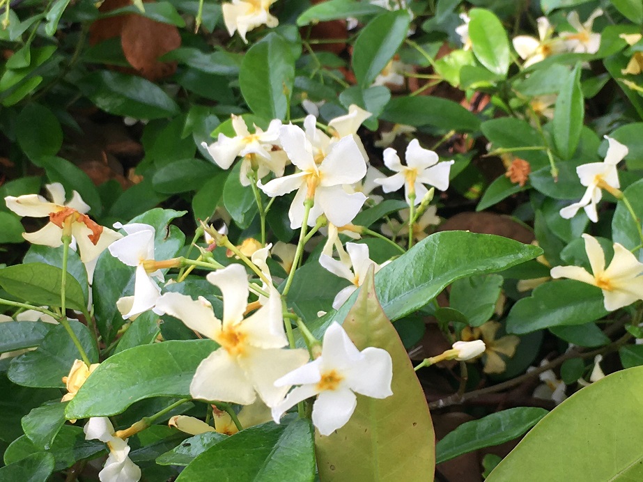 カラーリーフのテイカカズラ Humanoid K S Diary