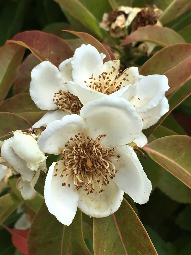 f:id:huukyou:20210619041232j:plain