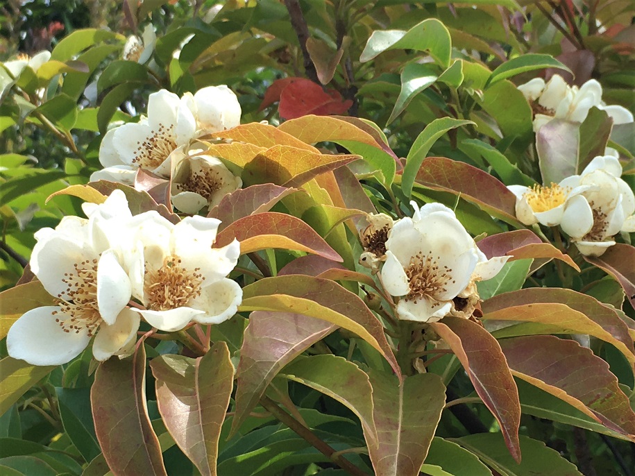 f:id:huukyou:20210619041250j:plain