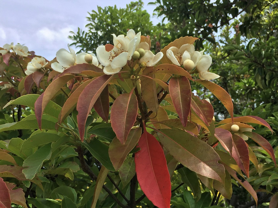 f:id:huukyou:20210619041307j:plain