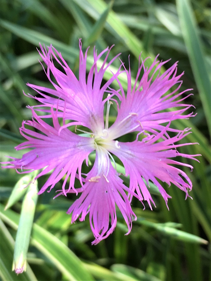 f:id:huukyou:20210628053249j:plain