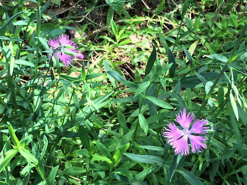 f:id:huukyou:20210628053325j:plain