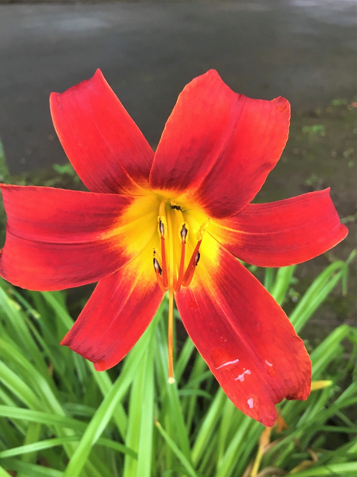 ユリとユリに似た花たち Humanoid K S Diary