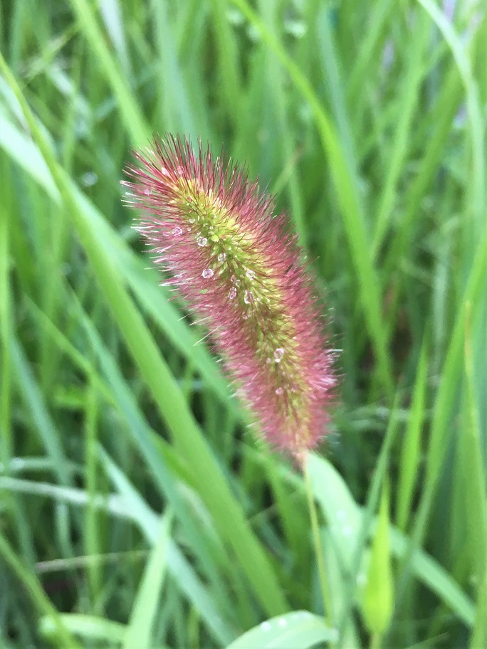 f:id:huukyou:20210712051934j:plain