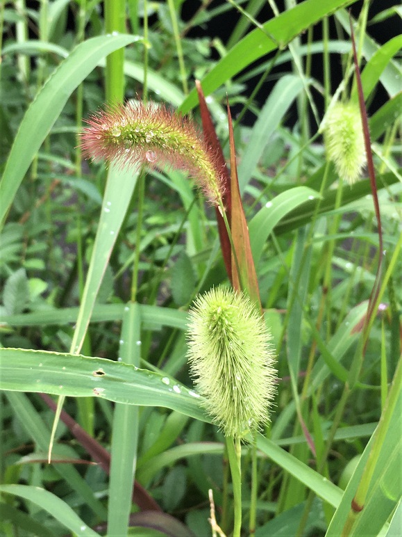 f:id:huukyou:20210712052002j:plain