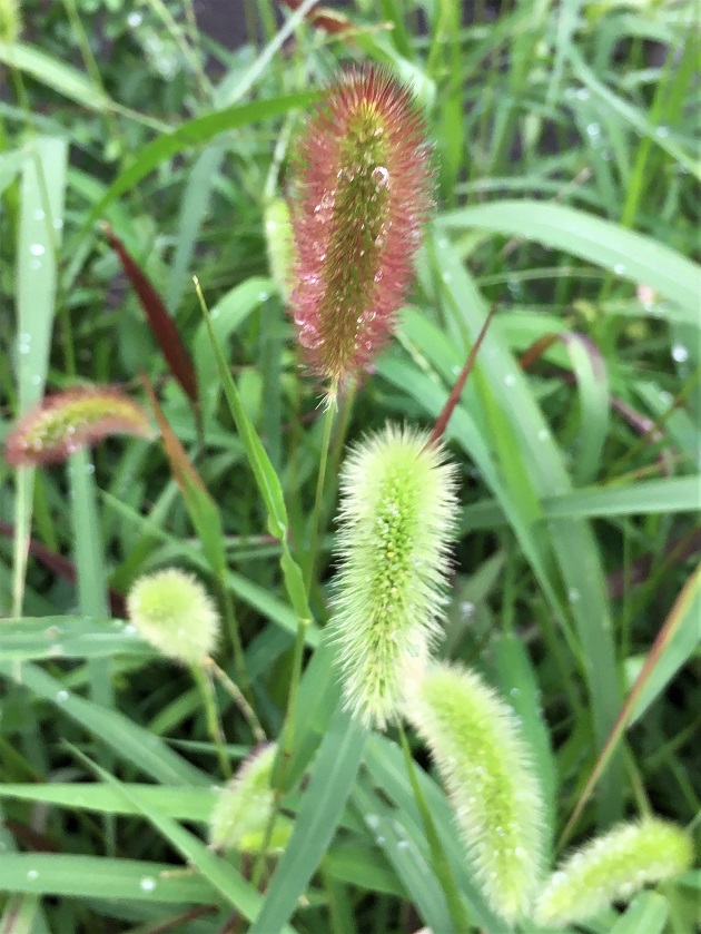 f:id:huukyou:20210712052032j:plain