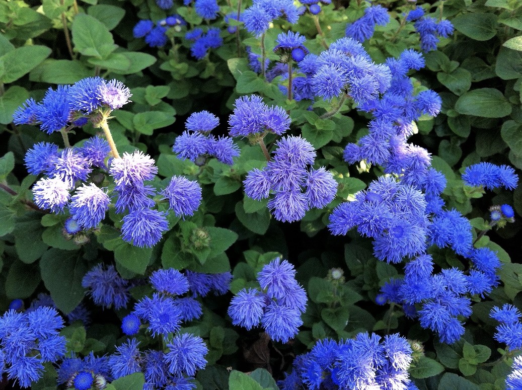 アゲラタム カッコウアザミ の花 Humanoid K S Diary