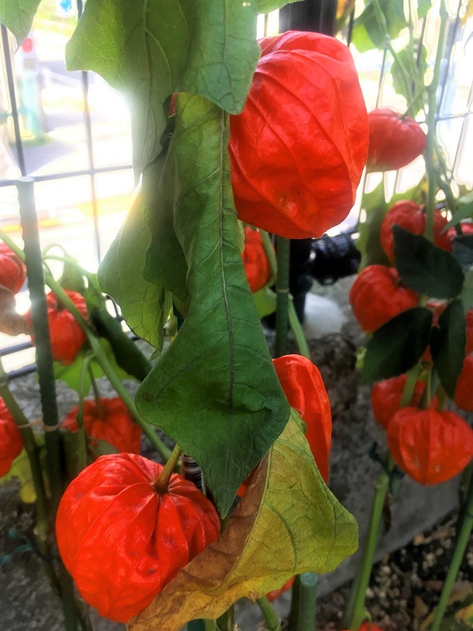 f:id:huukyou:20210715044819j:plain