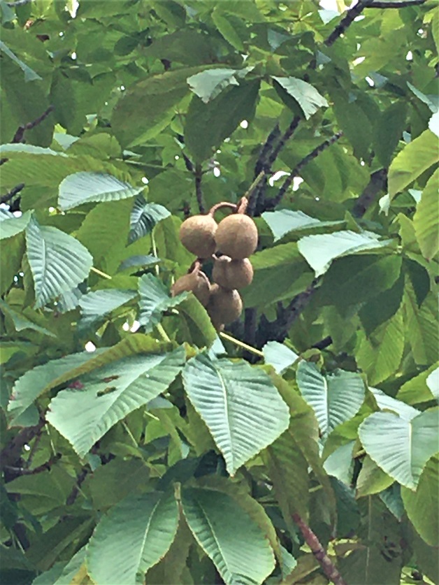 f:id:huukyou:20210716055545j:plain