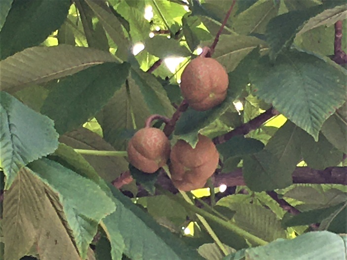 f:id:huukyou:20210716055603j:plain