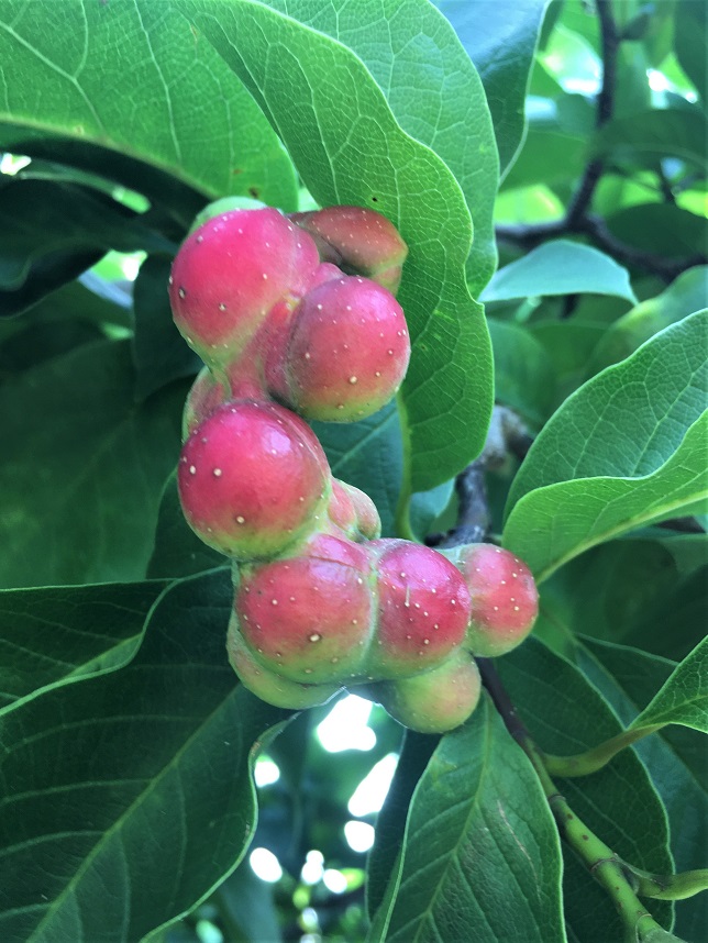 f:id:huukyou:20210716055618j:plain