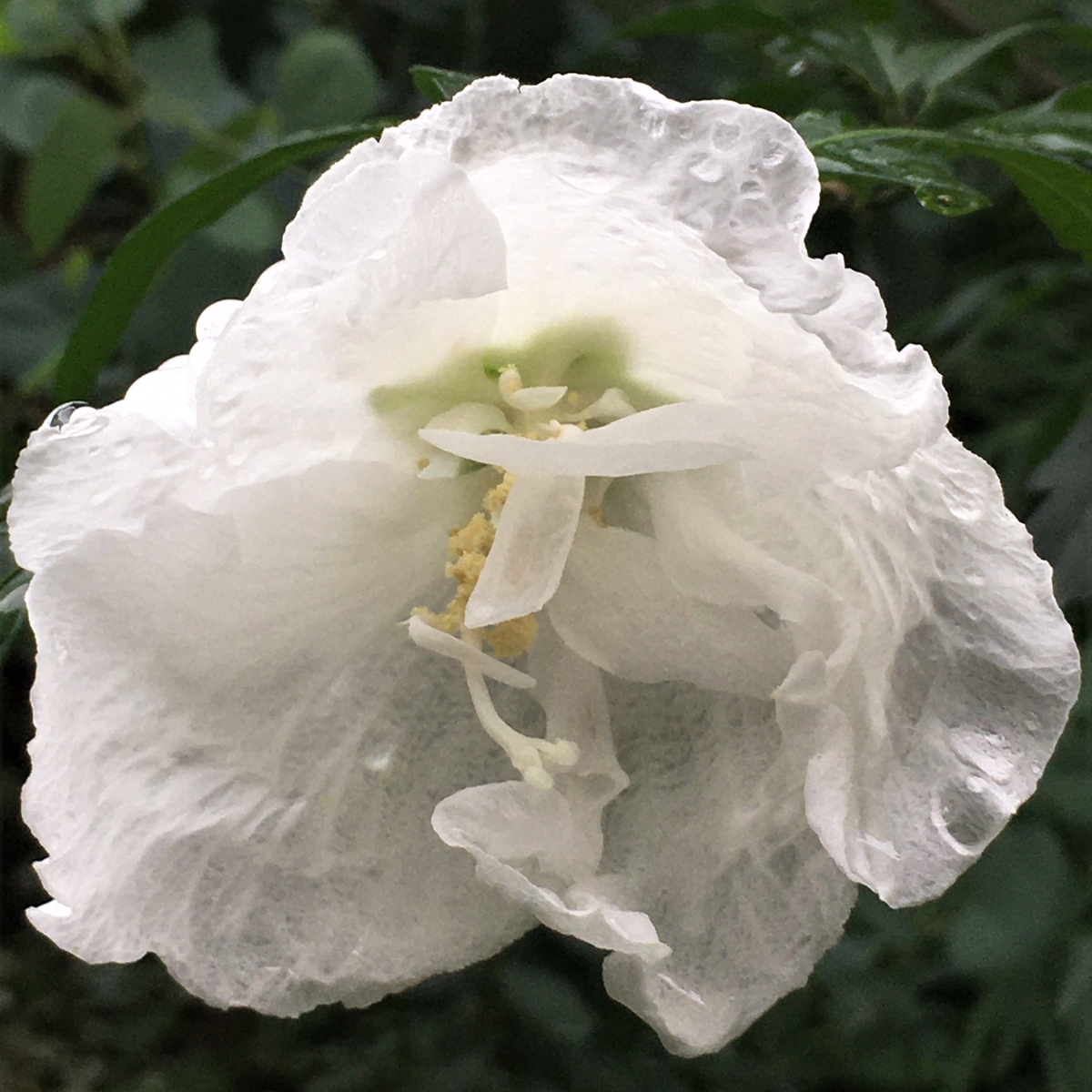 f:id:huukyou:20210719052247j:plain