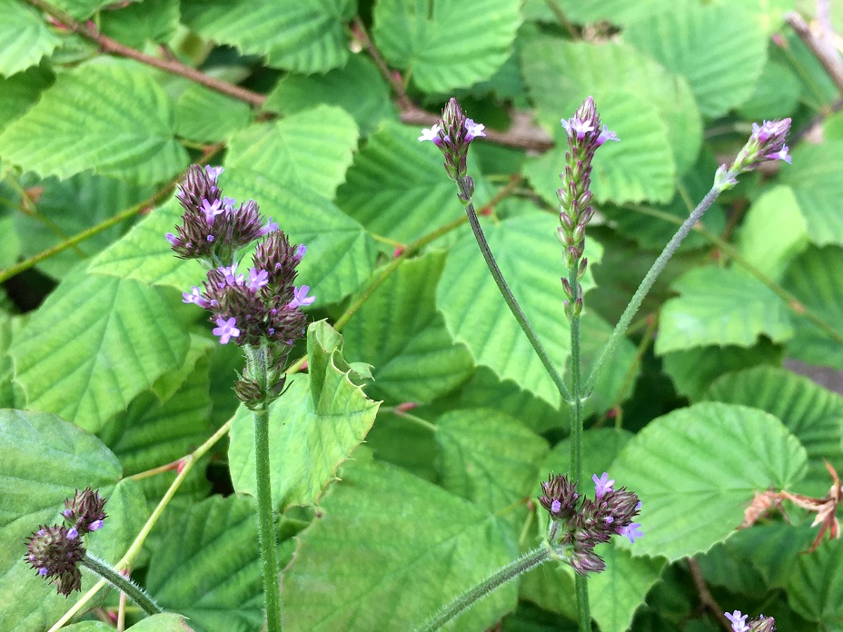 f:id:huukyou:20210724060452j:plain