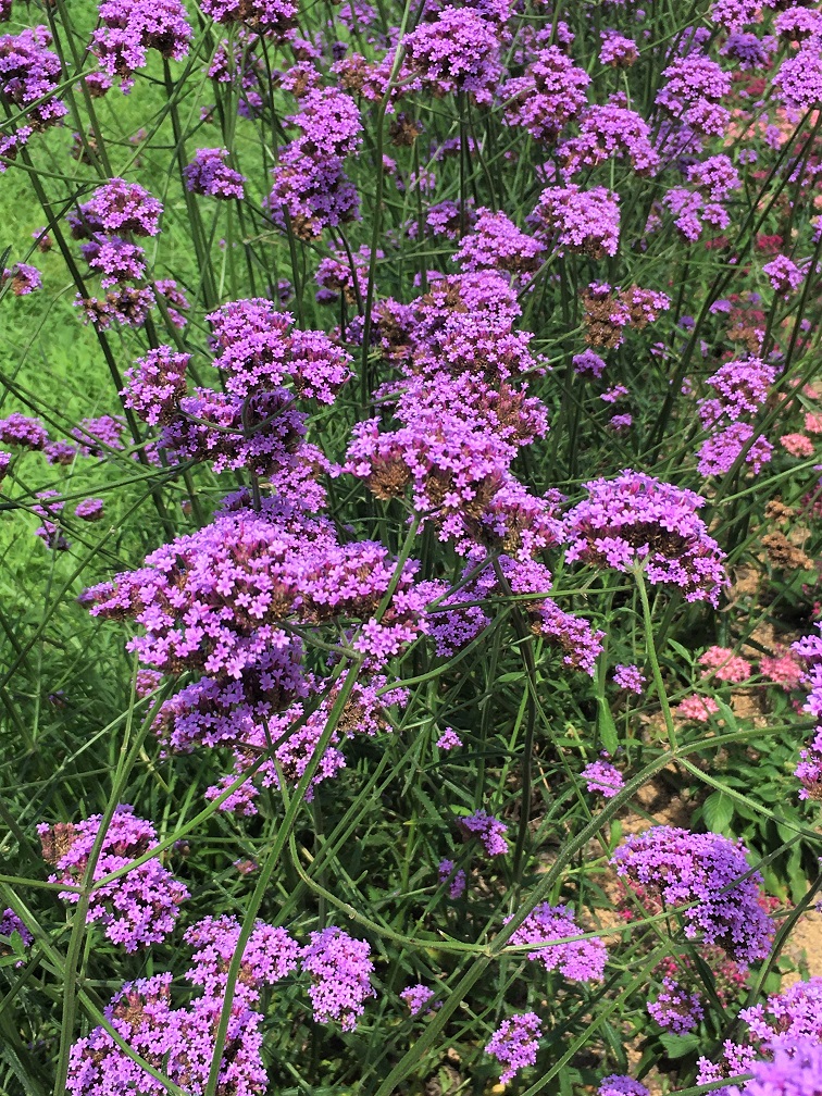 f:id:huukyou:20210724060552j:plain