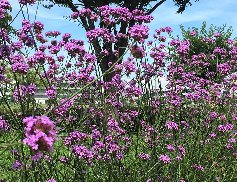 f:id:huukyou:20210724060606j:plain