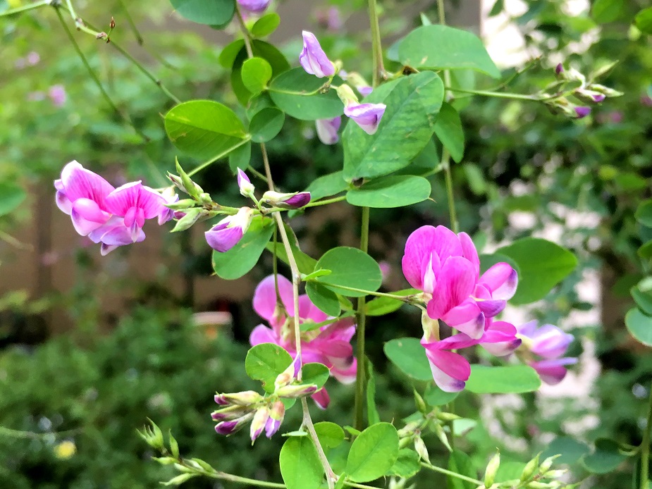 f:id:huukyou:20210727052454j:plain