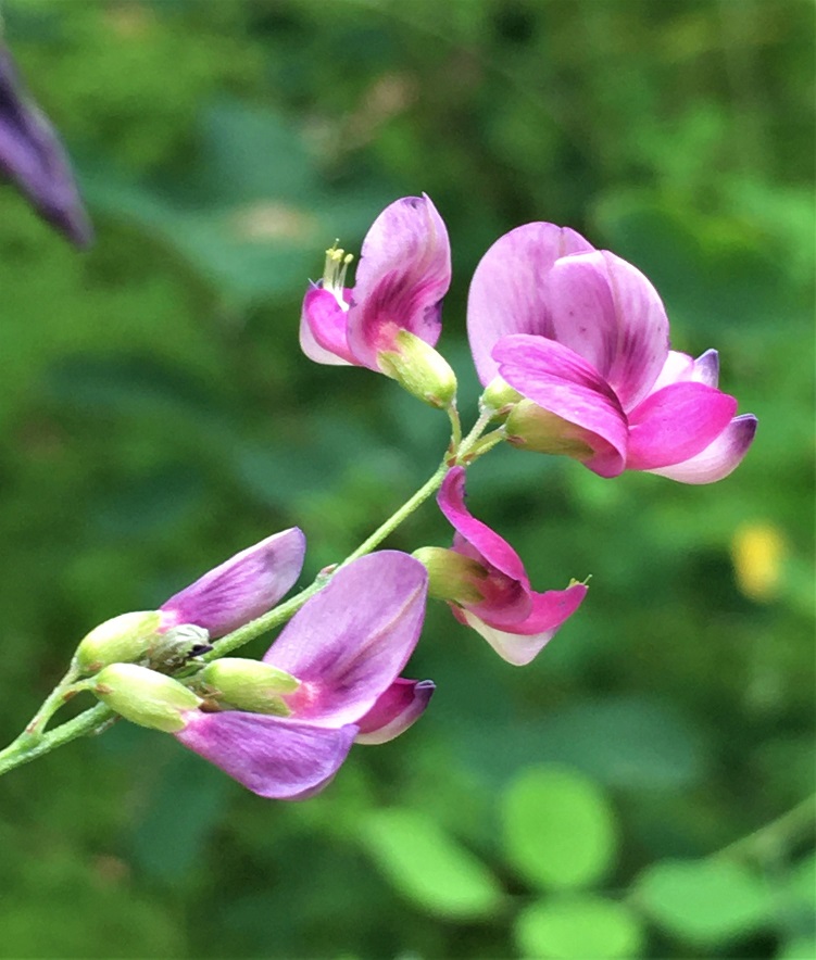 f:id:huukyou:20210727052512j:plain