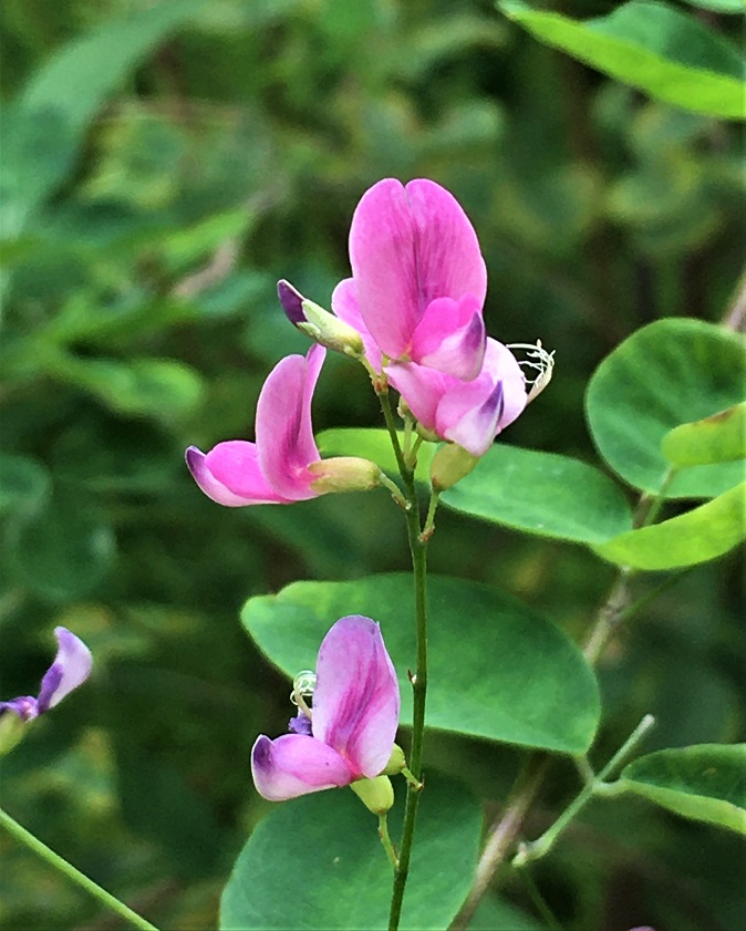 f:id:huukyou:20210727052527j:plain