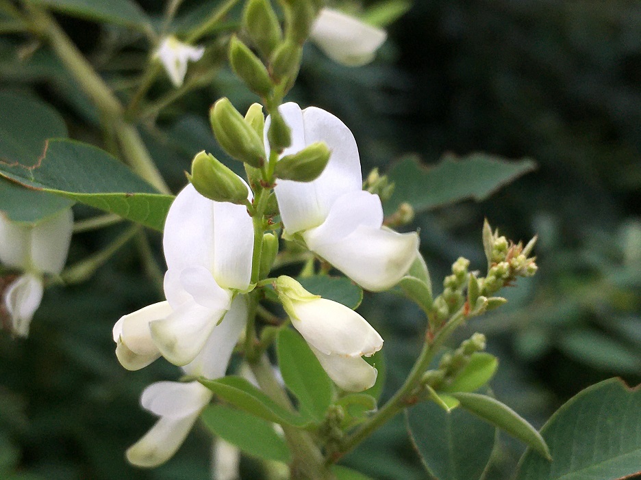 f:id:huukyou:20210727052544j:plain