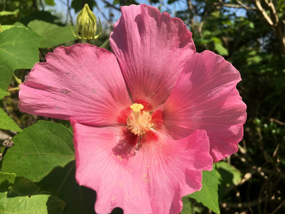 f:id:huukyou:20210729044036j:plain