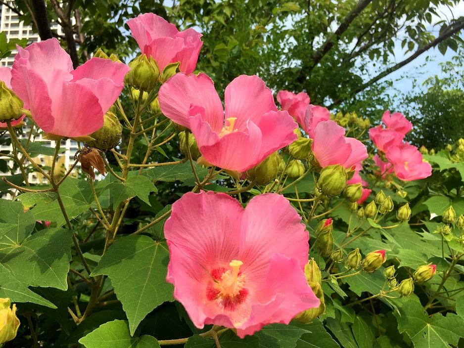 f:id:huukyou:20210729044053j:plain