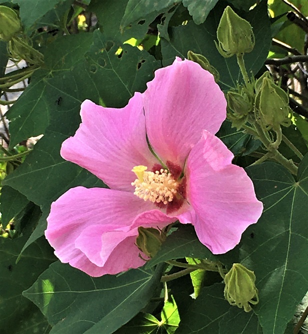 f:id:huukyou:20210729044117j:plain