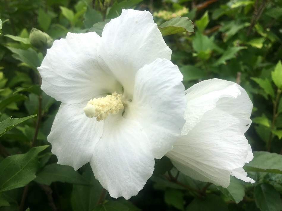 f:id:huukyou:20210729044133j:plain