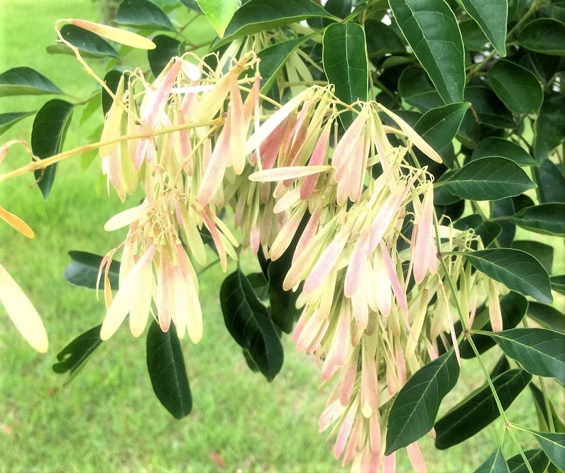 シマトネリコの実 Humanoid K S Diary シマトネリコの実 Humanoid K S Diary