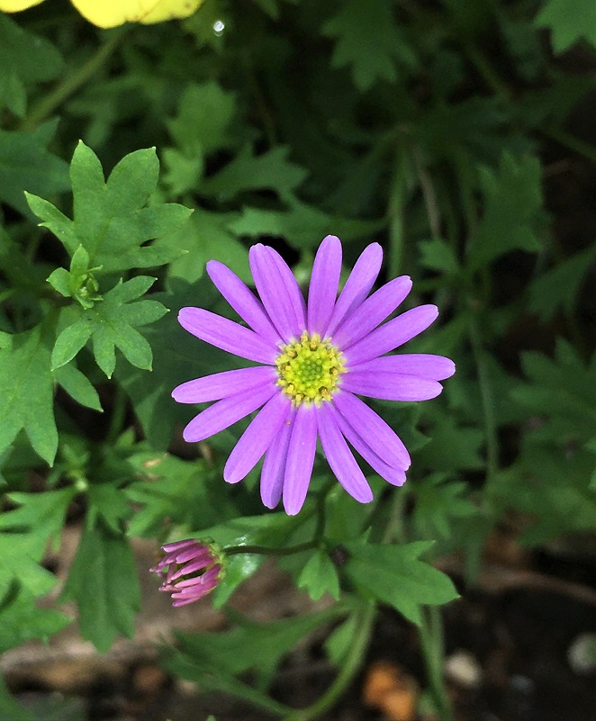 ブラキカムの花 Humanoid K S Diary