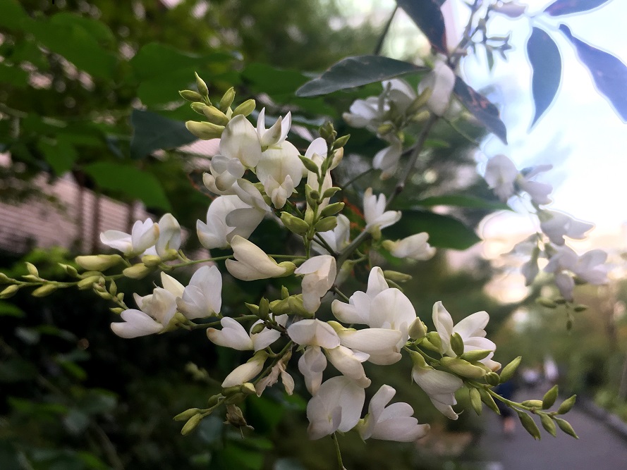 f:id:huukyou:20210908044757j:plain