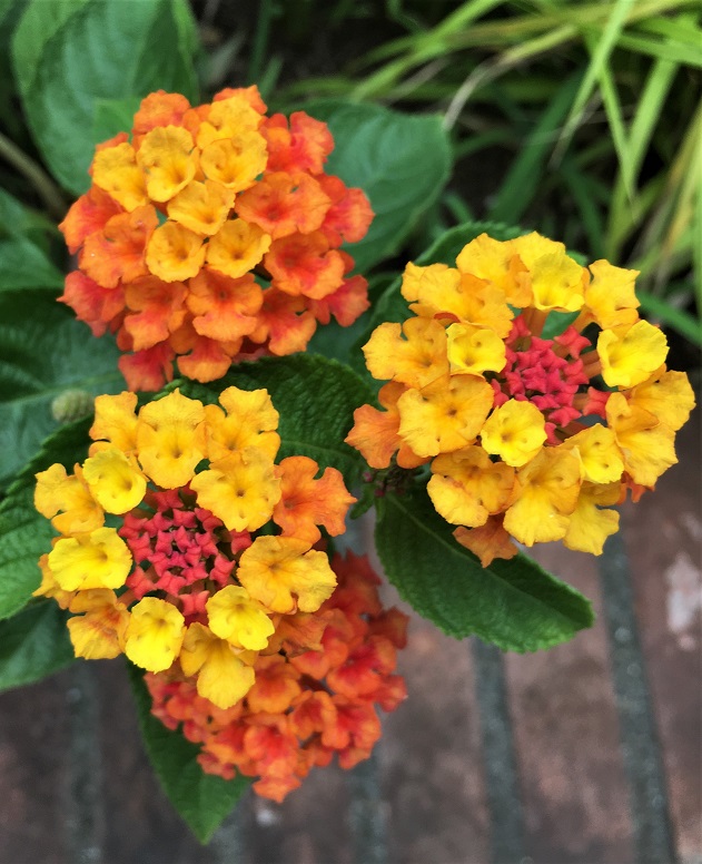 f:id:huukyou:20211004050427j:plain