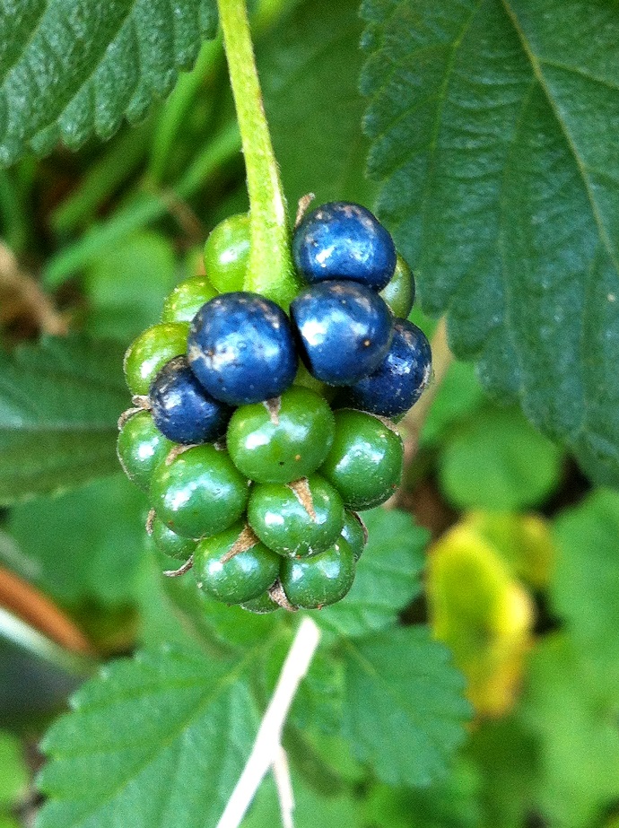 f:id:huukyou:20211004050459j:plain