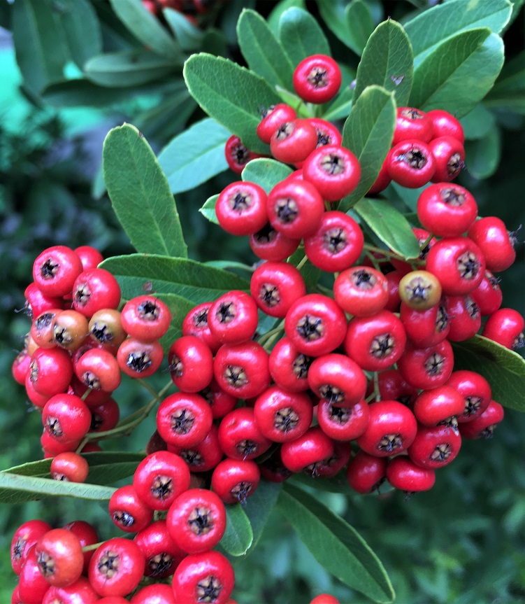 f:id:huukyou:20211005044637j:plain