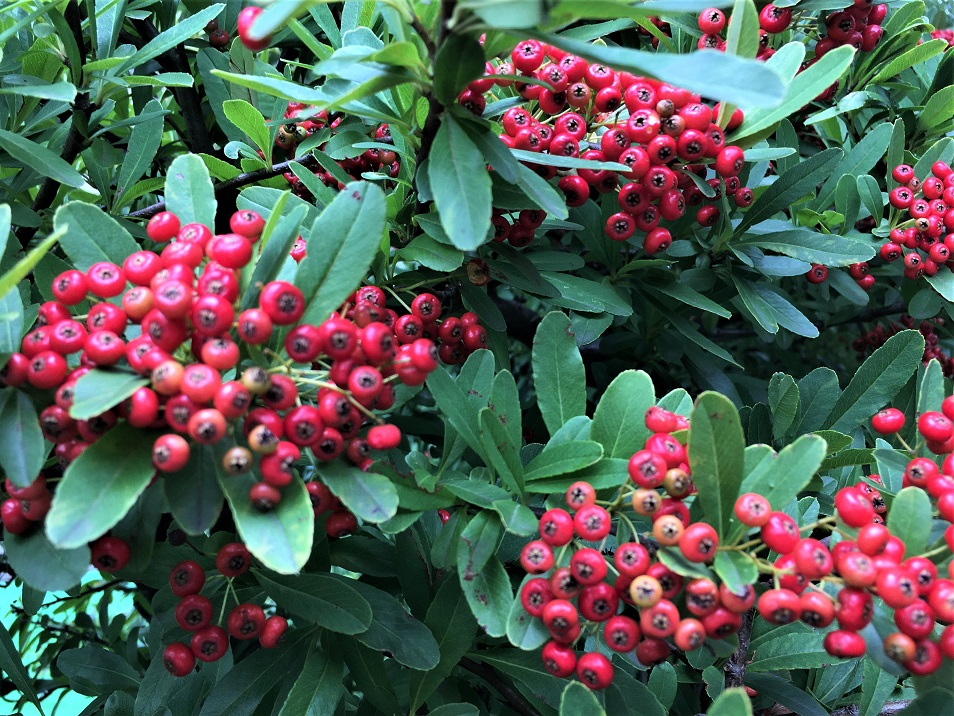 f:id:huukyou:20211005044654j:plain