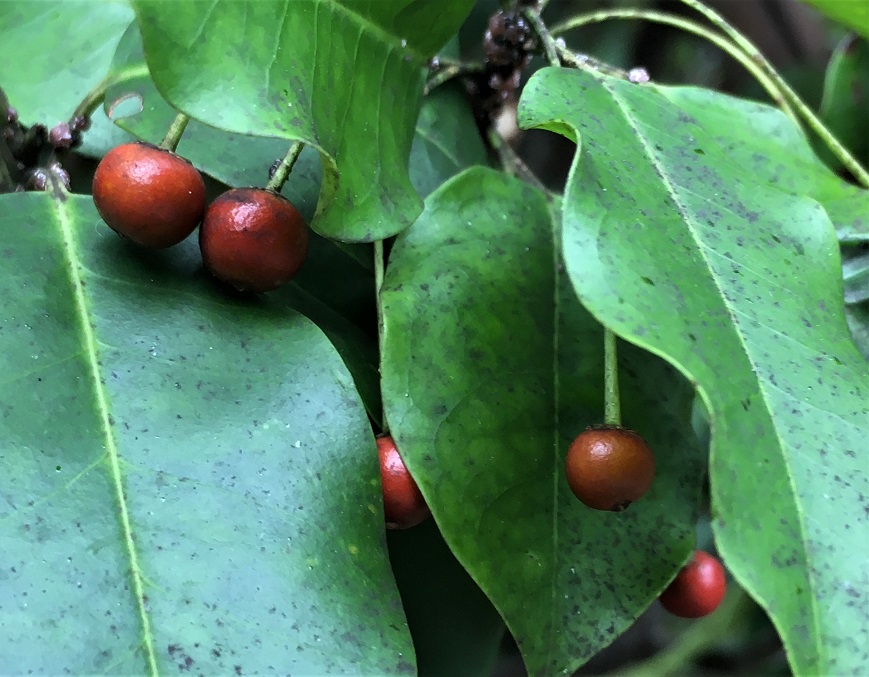 f:id:huukyou:20211005044713j:plain