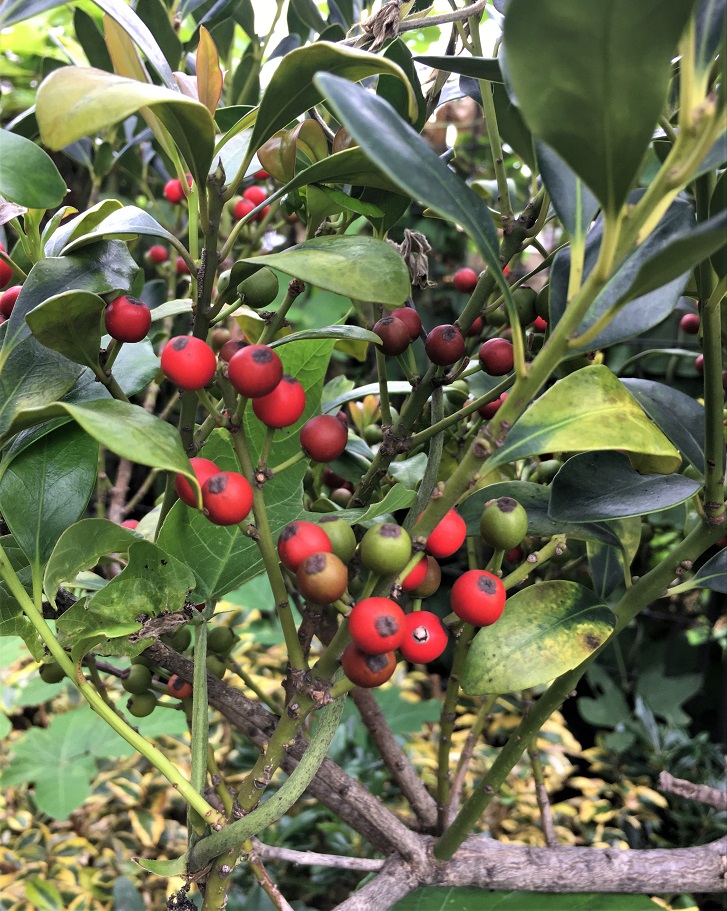 f:id:huukyou:20211005044732j:plain