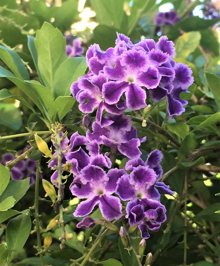 タイワンレンギョウとは 動植物の人気 最新記事を集めました はてな