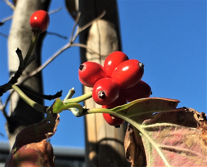 ハナミズキの赤い実 Humanoid K S Diary